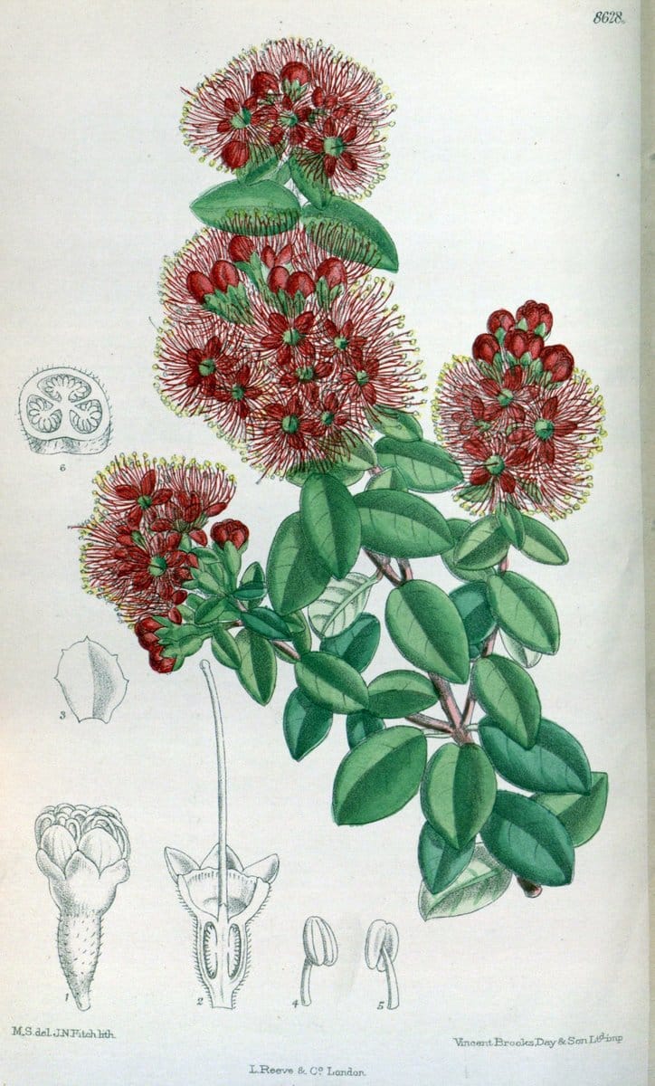 Curtis's botanical magazine. London ; New York [etc.] :Academic Press [etc.]. | "Botanical illustration" Botany Periodicals "Pictorial works" "Plants, Ornamental"  | Vintage Print Reproduction 448101