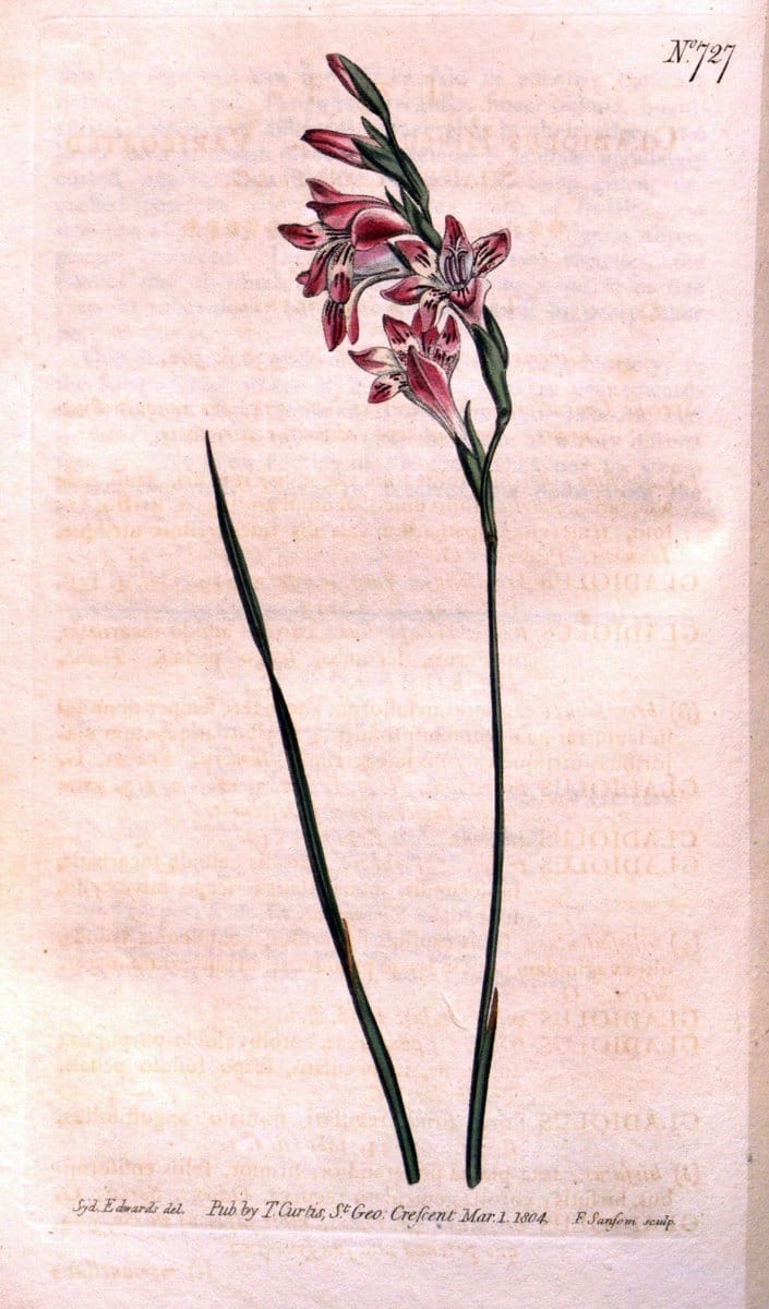 Curtis's botanical magazine..London ;New York [etc.] :Academic Press [etc.]. |  | Vintage Print Reproduction 448106