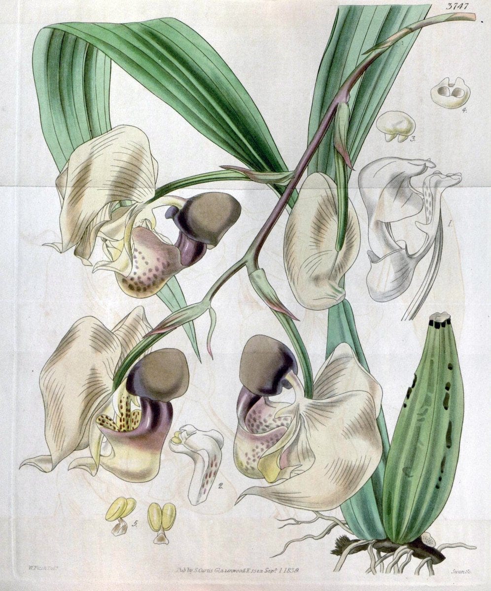Curtis's botanical magazine..London ;New York [etc.] :Academic Press [etc.]. |  | Vintage Print Reproduction 448107