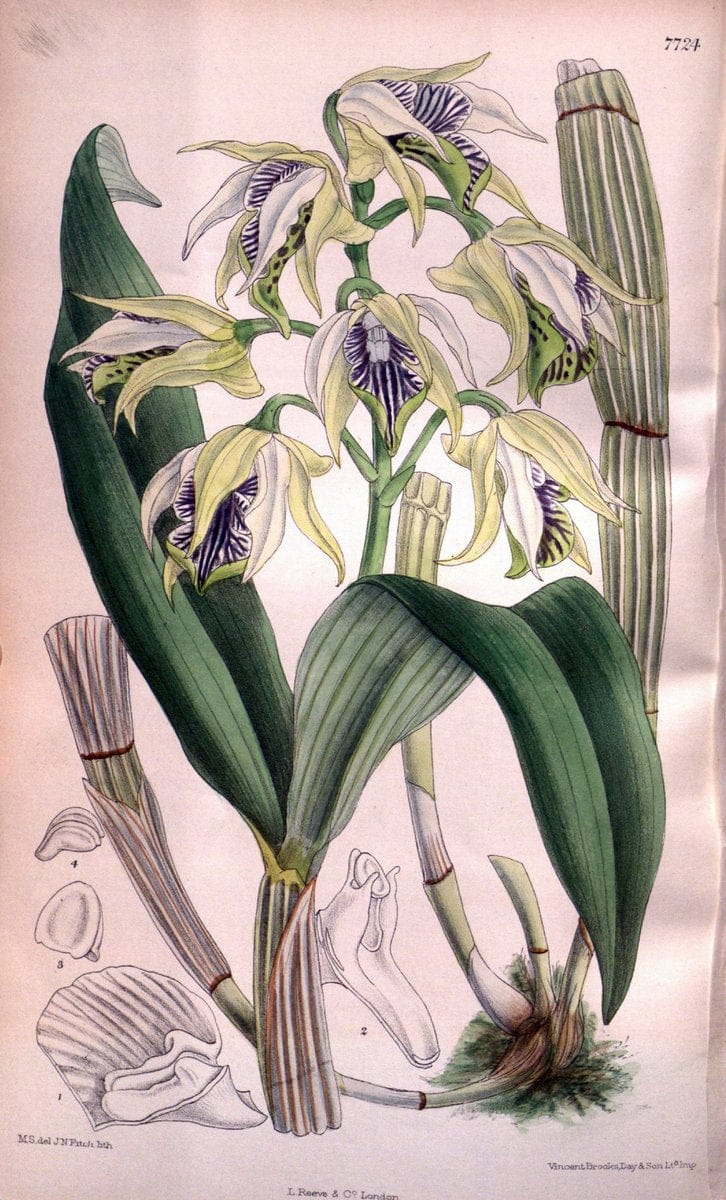 Curtis's botanical magazine. London ;New York [etc.] :Academic Press [etc.]. | Botany Periodicals "Pictorial works"  | Vintage Print Reproduction 448110
