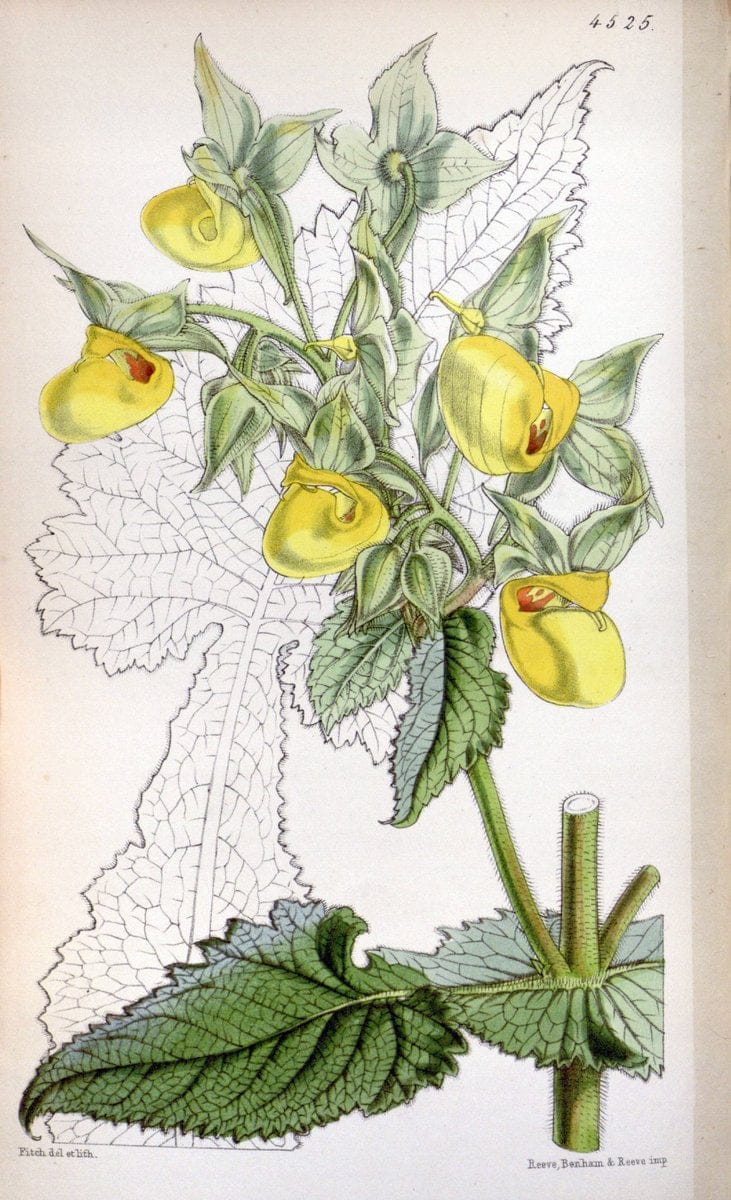 Curtis's botanical magazine. London ;New York [etc.] :Academic Press [etc.]. | Botany Periodicals "Pictorial works"  | Vintage Print Reproduction 448111