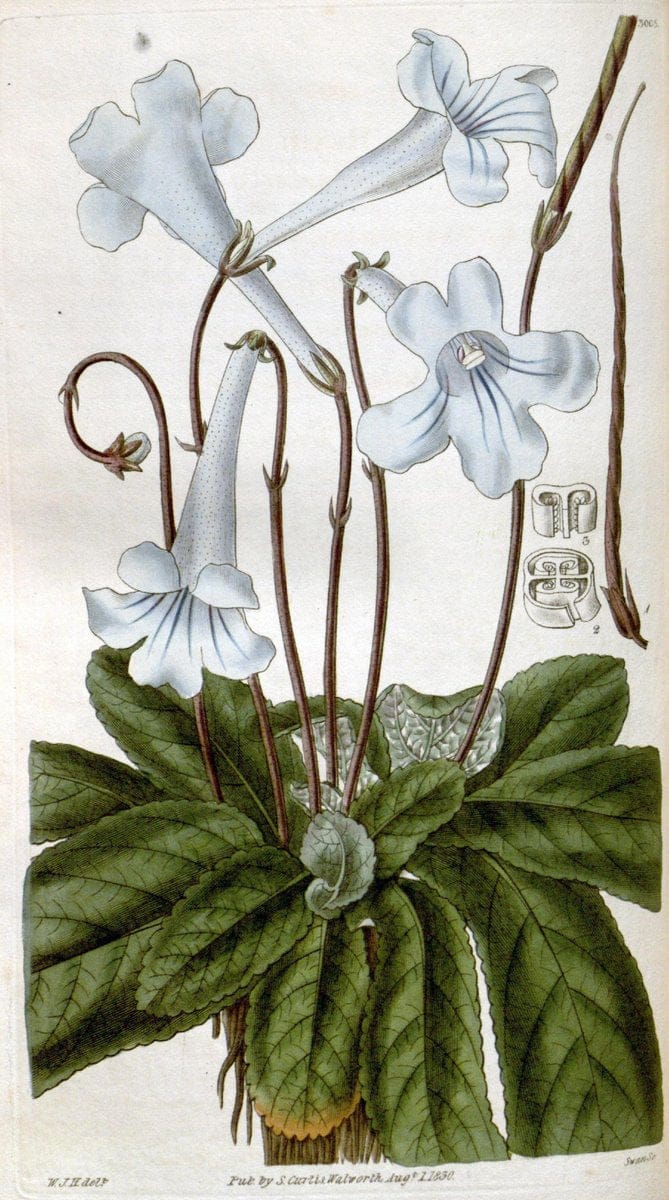 Curtis's botanical magazine. London ;New York [etc.] :Academic Press [etc.]. | Botany Periodicals "Pictorial works"  | Vintage Print Reproduction 448113