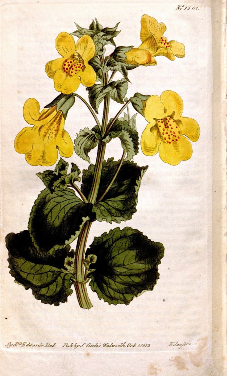 Curtis's botanical magazine. London ;New York [etc.] :Academic Press [etc.]. | Botany Periodicals "Pictorial works"  | Vintage Print Reproduction 448117