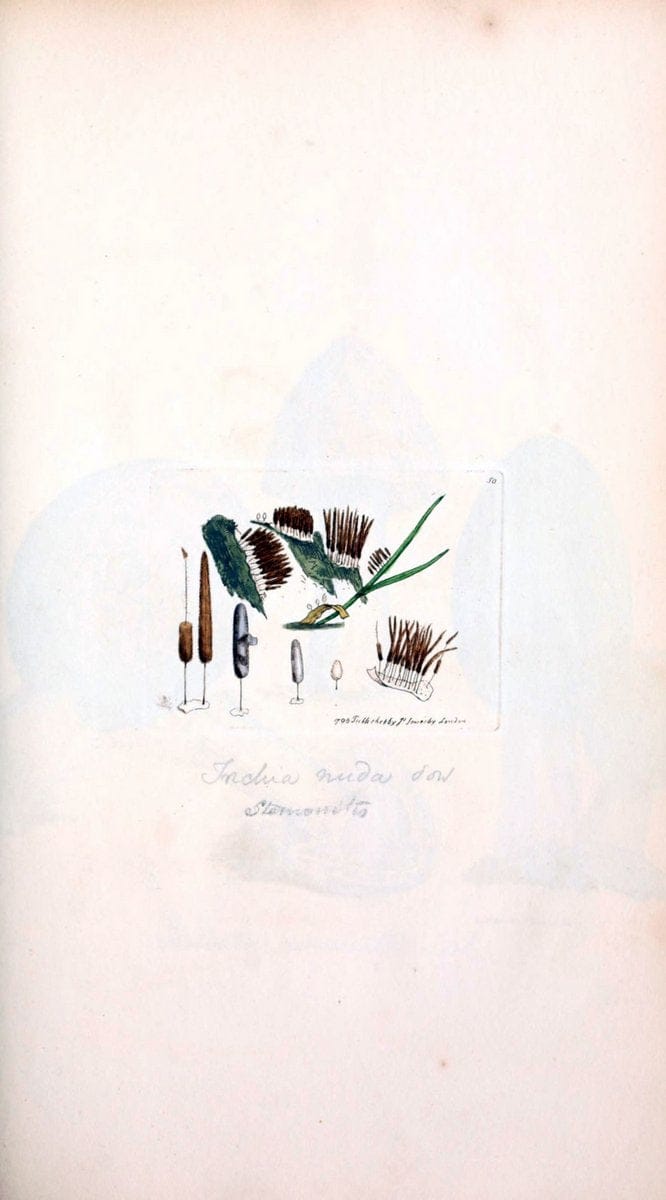 Coloured figures of English fungi or mushrooms. London,Printed by J. Davis,1797-[1809]. | England Mushrooms  | Vintage Print Reproduction 448118