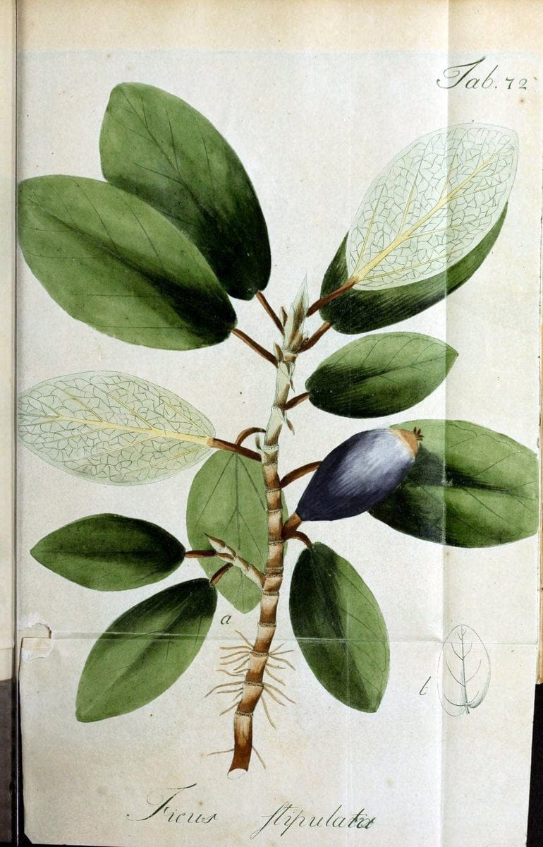 Collectio plantarum tam exoticarum, quam indigenarum, cum delineatione, descriptione cul | Botany | Vintage Print Reproduction 448119