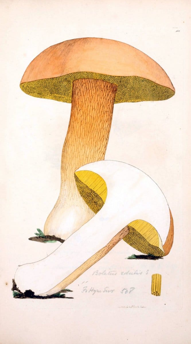 Coloured figures of English fungi or mushrooms. London,Printed by J. Davis,1797-[1809]. | England Mushrooms  | Vintage Print Reproduction 448122