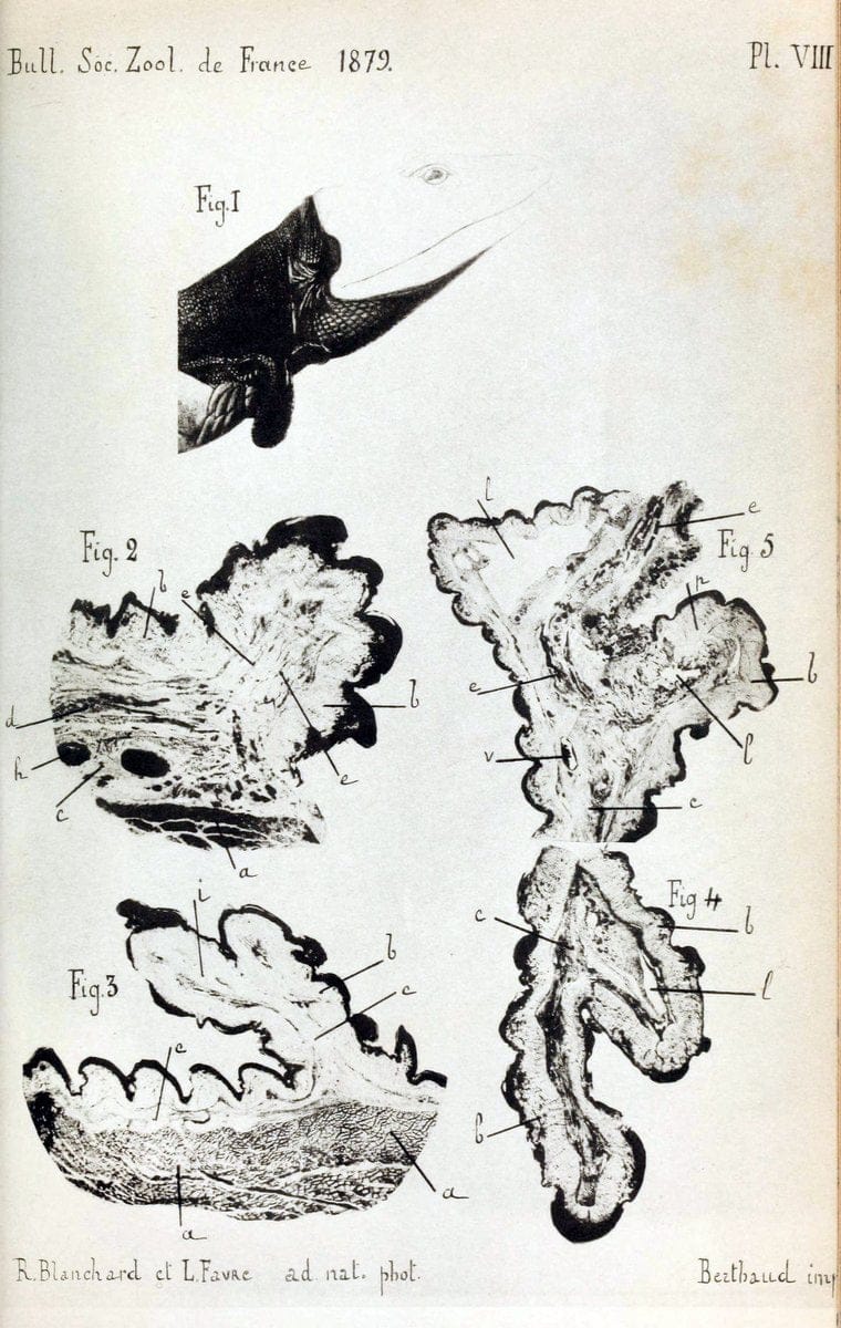 Bulletin de la SociÃ©tÃ© zoologique de France. t.4.Paris:SociÃ©tÃ© zoologique de France. |  | Vintage Print Reproduction 448123