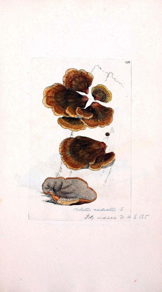 Coloured figures of English fungi or mushrooms. London,Printed by J. Davis,1797-[1809]. | England Mushrooms  | Vintage Print Reproduction 448124