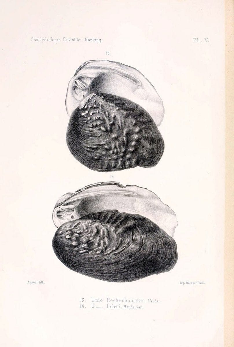 Conchyliologie fluviatile de la province de Nanking et de la Chine centrale /.Paris :Savy,[1875-1885]. | China Mollusks "Nanjing (Jiangsu Sheng)"  | Vintage Print Reproduction 448127