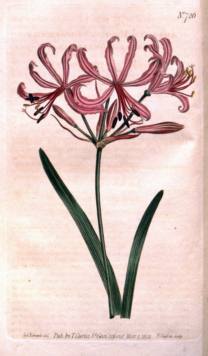 Dragable Image