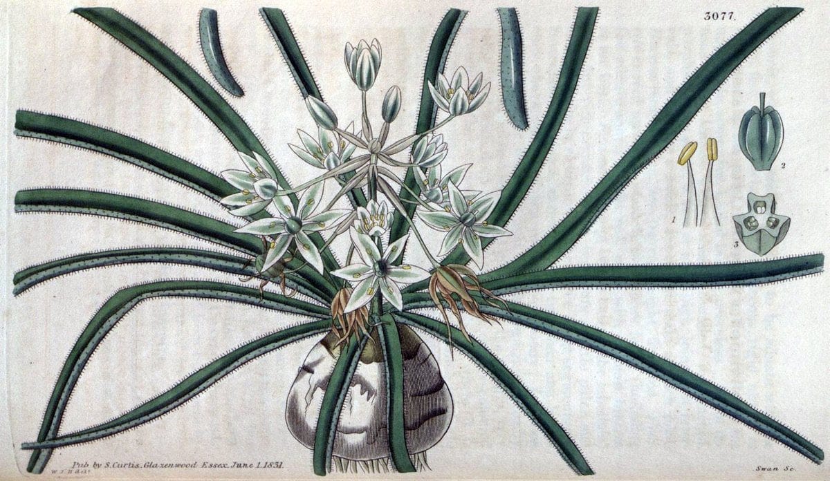 Curtis's botanical magazine..London ;New York [etc.] :Academic Press [etc.]. |  | Vintage Print Reproduction 448144