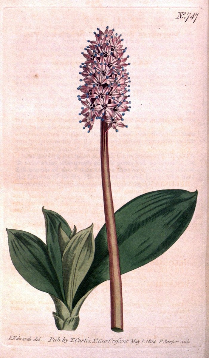 Curtis's botanical magazine..London ;New York [etc.] :Academic Press [etc.]. |  | Vintage Print Reproduction 448145