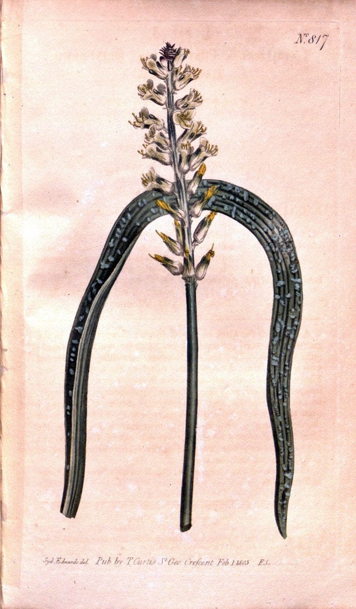 Dragable Image