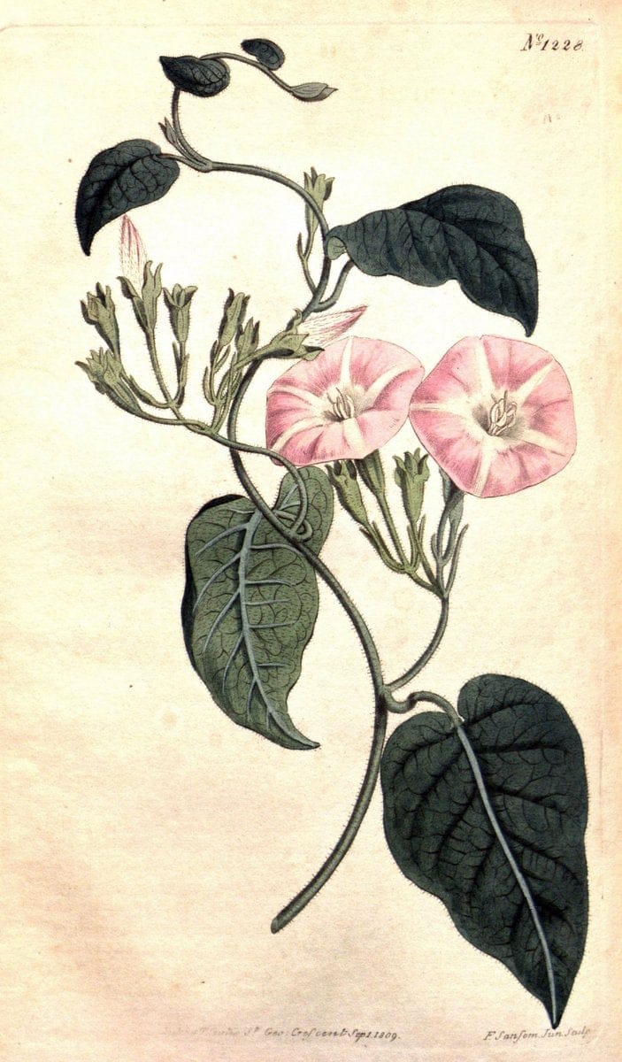 Dragable Image