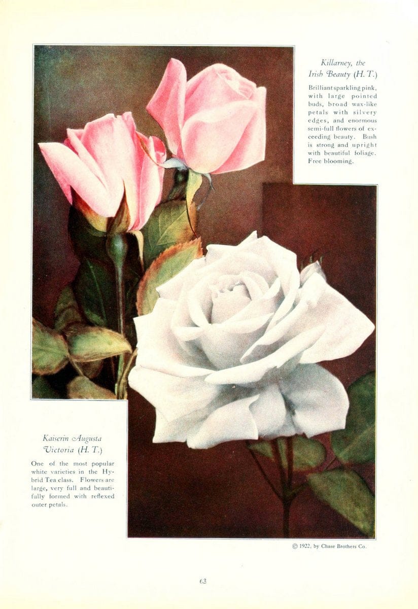 Chase fruit and flowers in natural colorsRochester, N.Y.,Chase brothers company[c1922] | Vintage Print Reproduction 448151