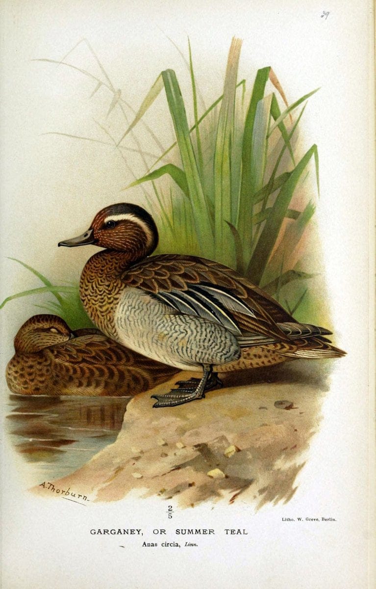 Coloured figures of the birds of the British Islands / issued by Lord Lilford. London :R | Birds "Great Britain" "Pictorial works"  | Vintage Print Reproduction 448152