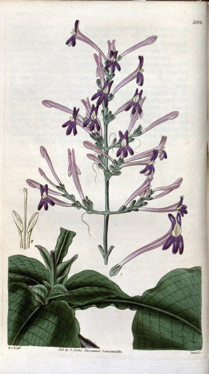 Curtis's botanical magazine. London ; New York [etc.] :Academic Press [etc.]. | "Botanical illustration" Botany Periodicals "Pictorial works" "Plants, Ornamental"  | Vintage Print Reproduction 448153