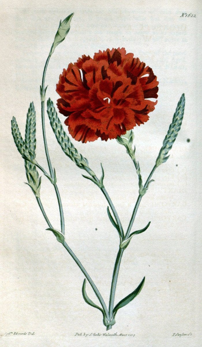 Curtis's botanical magazine. London ; New York [etc.] :Academic Press [etc.]. | "Botanical illustration" Botany Periodicals "Pictorial works" "Plants, Ornamental"  | Vintage Print Reproduction 448160