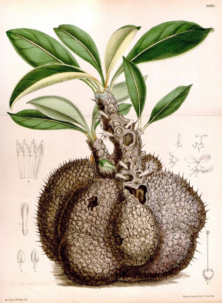 Curtis's botanical magazine. London ; New York [etc.] :Academic Press [etc.]. | "Botanical illustration" Botany Periodicals "Pictorial works" "Plants, Ornamental"  | Vintage Print Reproduction 448163