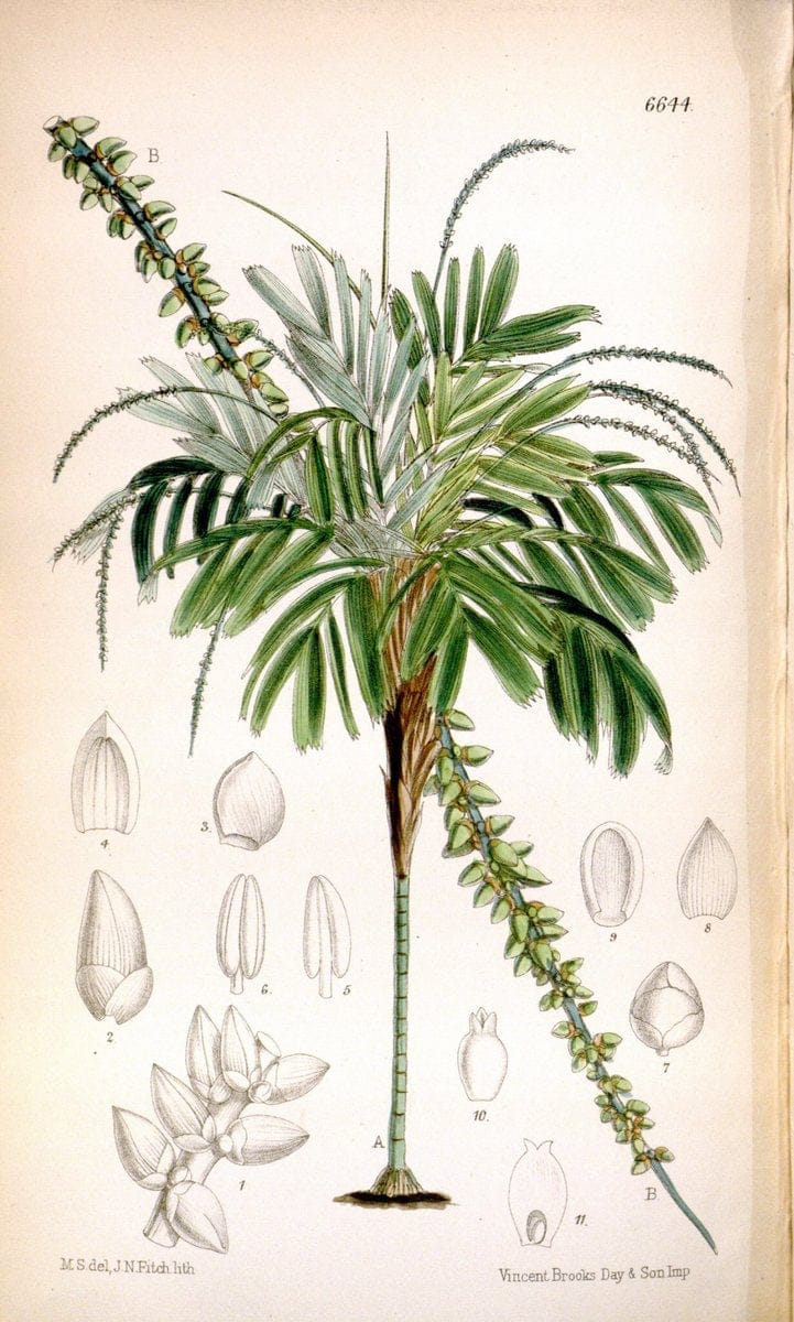Curtis's botanical magazine. London ; New York [etc.] :Academic Press [etc.]. | "Botanical illustration" Botany Periodicals "Pictorial works" "Plants, Ornamental"  | Vintage Print Reproduction 448168