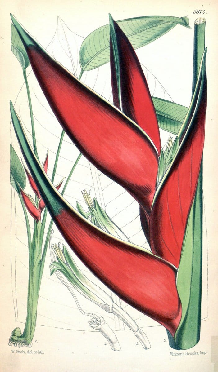 Dragable Image