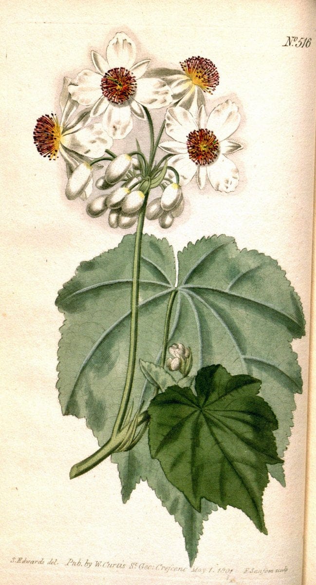 Curtis's botanical magazine. London ;New York [etc.] :Academic Press [etc.]. | Botany Periodicals "Pictorial works"  | Vintage Print Reproduction 448171