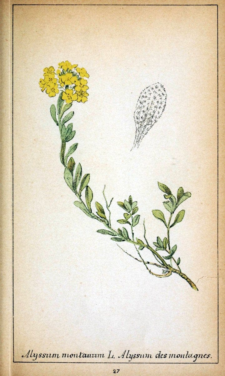 Choix de plantes de l'Europe centrale et particuliÃ¨rement de la Suisse et de la SavoieGe | Europe Central "Pictorial works" Plants "Savoy (France and Italy)" Switzerland  | Vintage Reproduction 448173