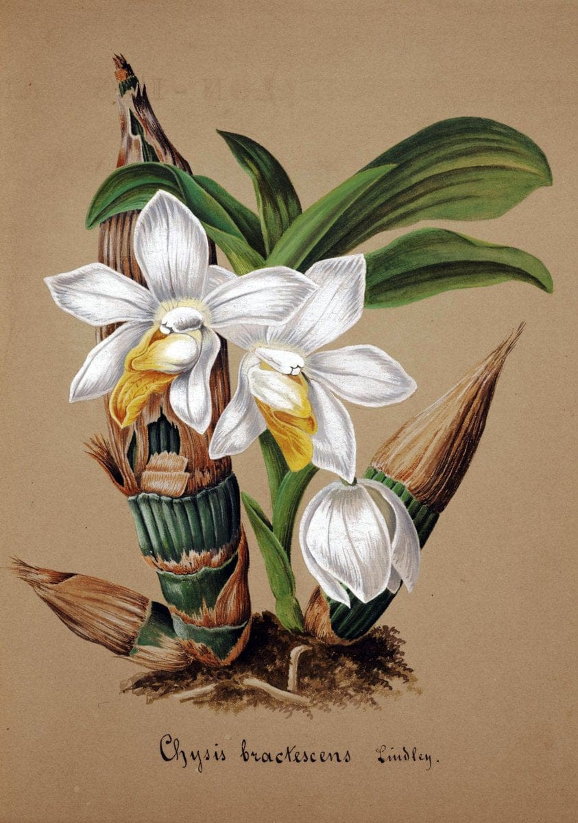 Collection d'orchideÃŒÂes.[S.l. :s.n.,18--]. | "Botanical illustration" Orchidaceae "Orchidaceae in art" "Pictorial works"  | Vintage Print Reproduction 448174