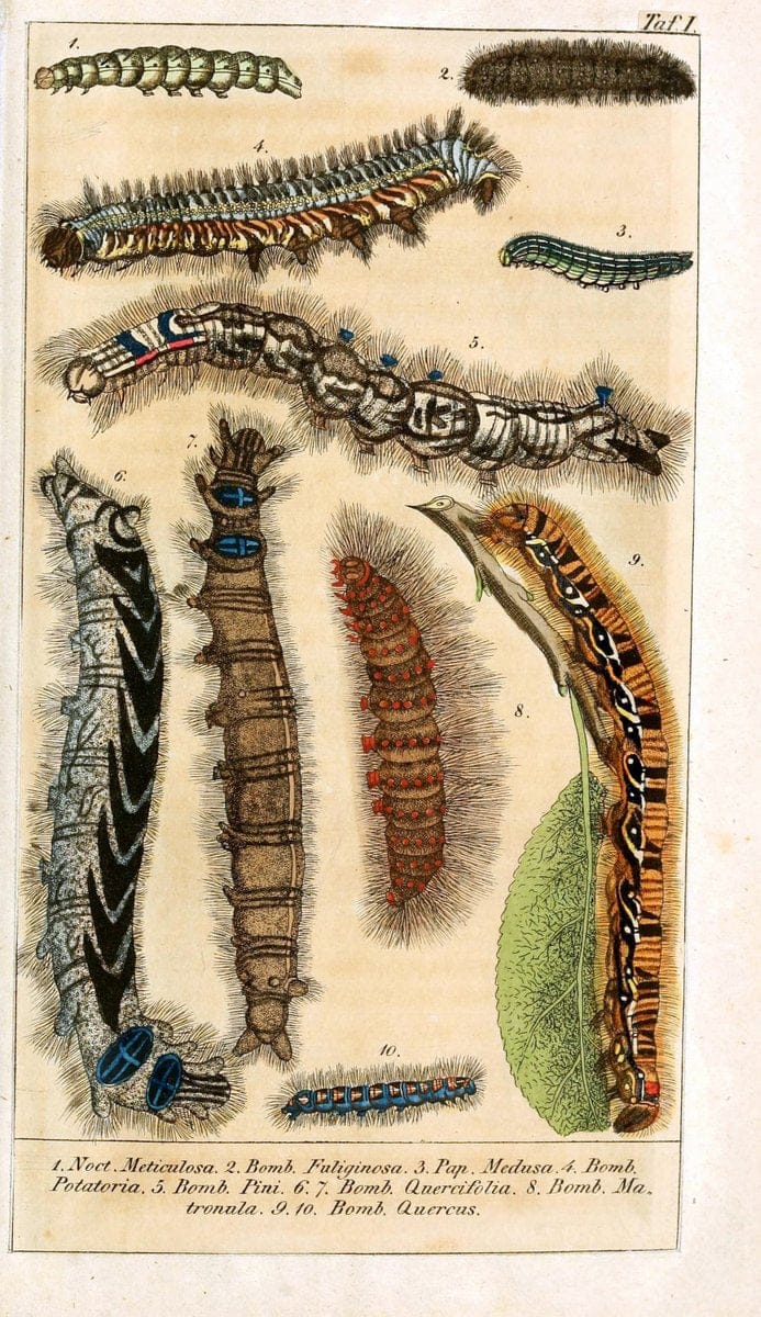 Chronologischer Raupenkalender, oder, Naturgeschichte der europÃ¤ischen RaupenBerlin :Im Verlage von Theodor Bade,1837. |  | Vintage Print Reproduction 448175