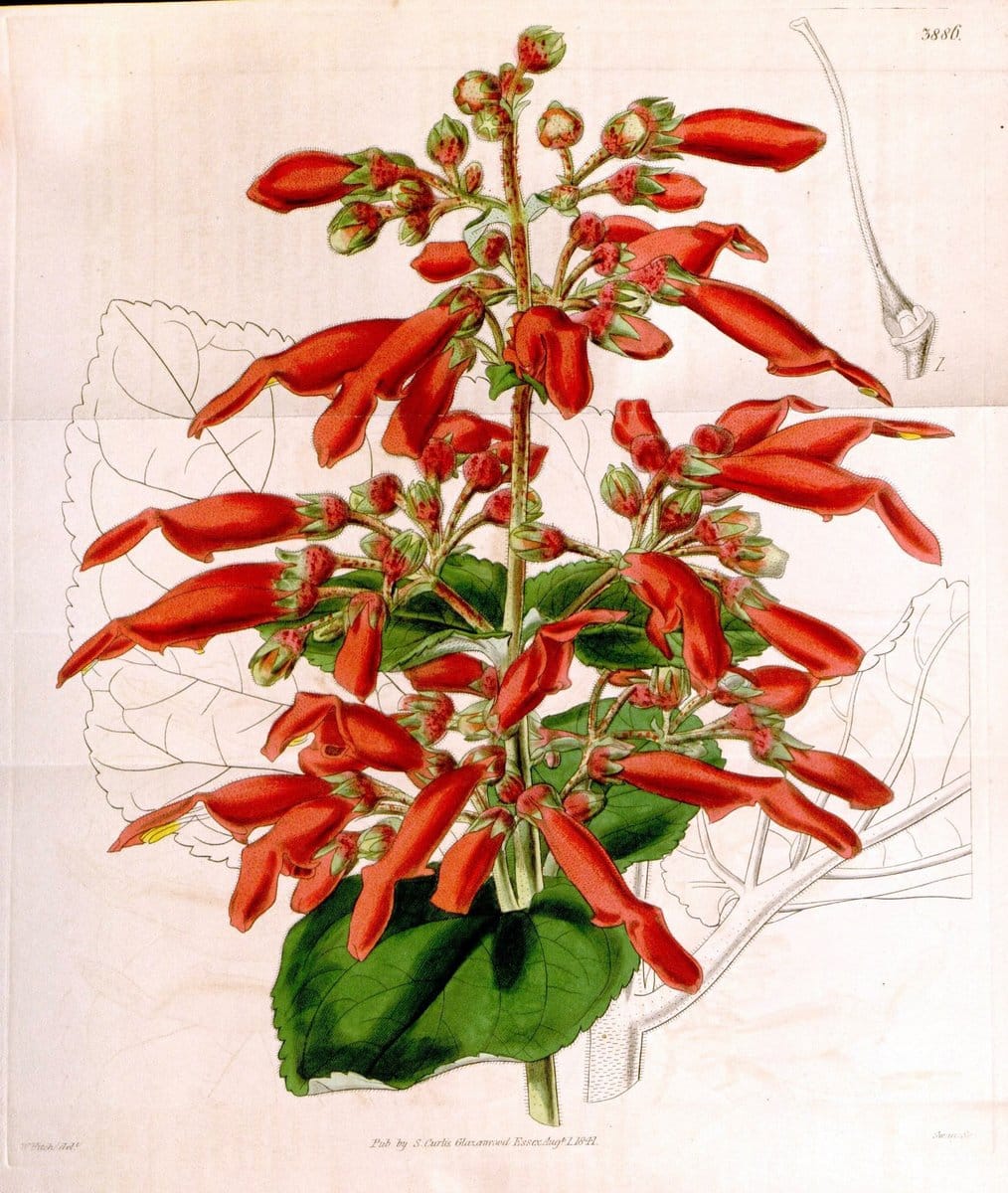 Curtis's botanical magazine. London ; New York [etc.] :Academic Press [etc.]. | "Botanical illustration" Botany Periodicals "Pictorial works" "Plants, Ornamental"  | Vintage Print Reproduction 448180