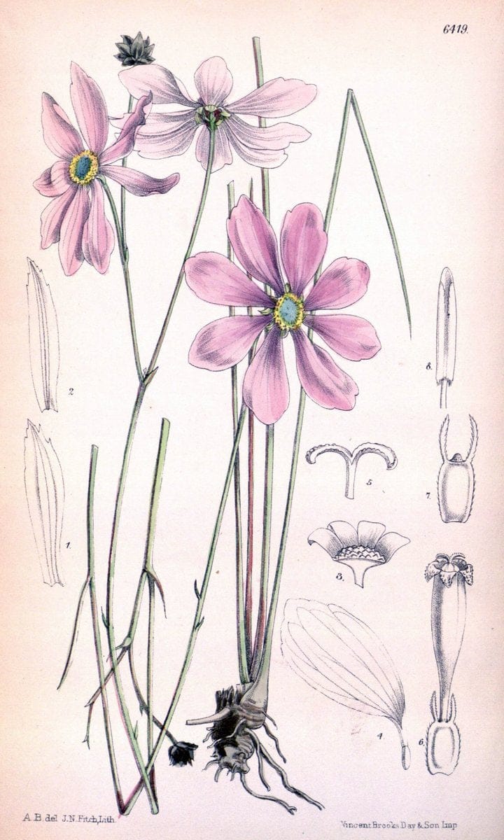 Curtis's botanical magazine. London ; New York [etc.] :Academic Press [etc.]. | "Botanical illustration" Botany Periodicals "Pictorial works" "Plants, Ornamental"  | Vintage Print Reproduction 448184