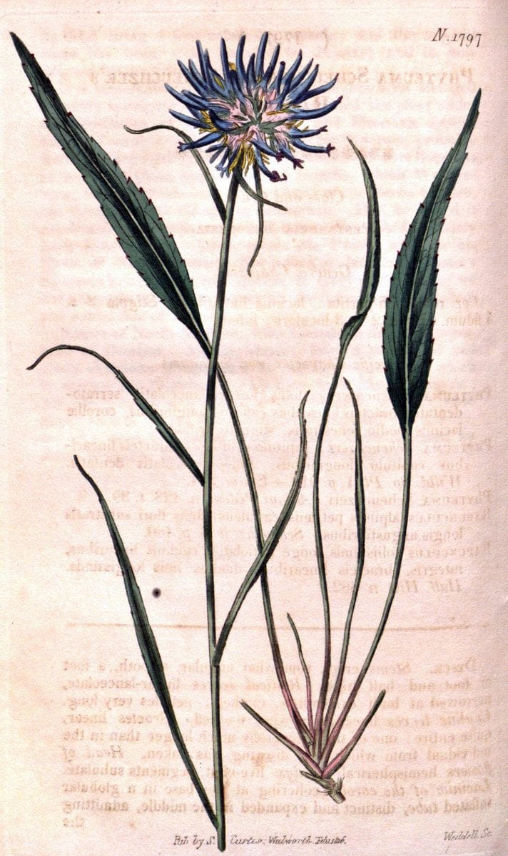 Curtis's botanical magazine. London ; New York [etc.] :Academic Press [etc.]. | "Botanical illustration" Botany Periodicals "Pictorial works" "Plants, Ornamental"  | Vintage Print Reproduction 448188