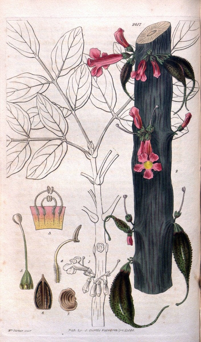 Curtis's botanical magazine. London ; New York [etc.] :Academic Press [etc.]. | "Botanical illustration" Botany Periodicals "Pictorial works" "Plants, Ornamental"  | Vintage Print Reproduction 448189