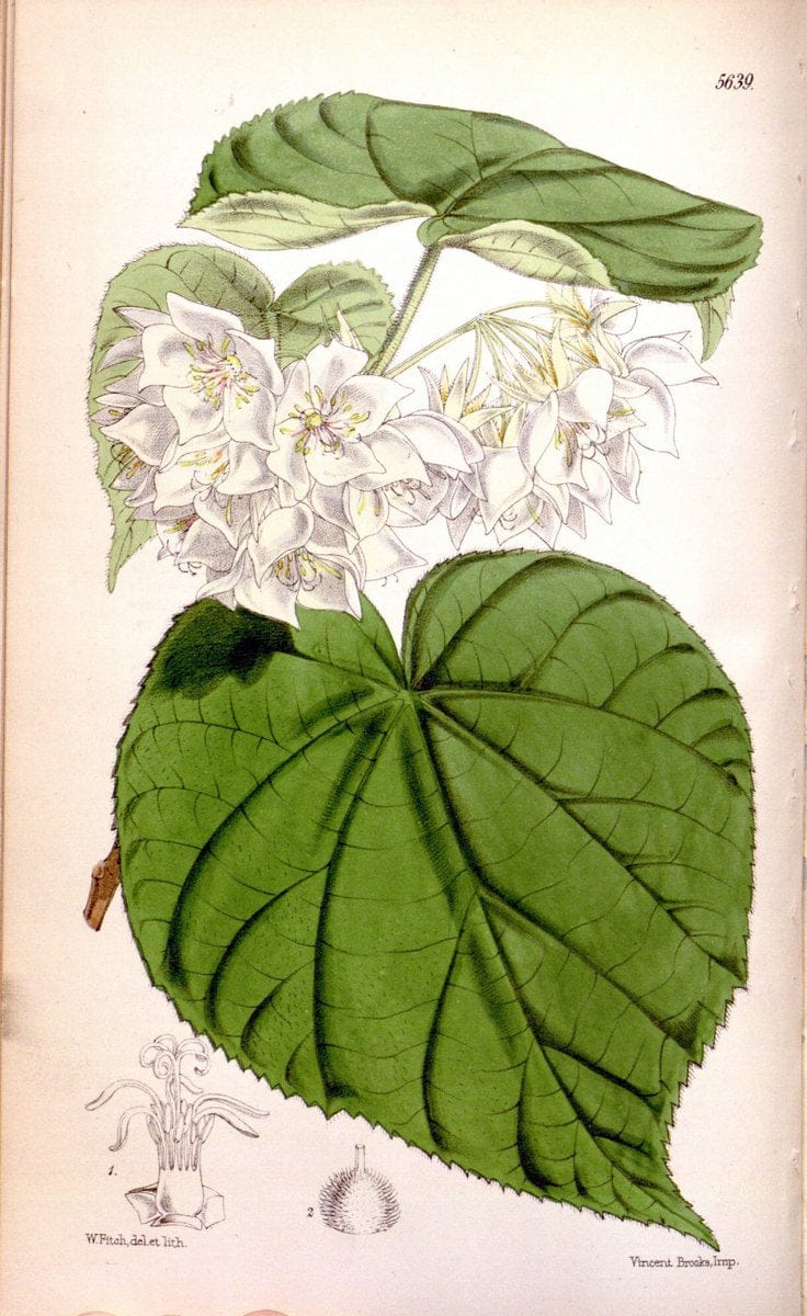 Curtis's botanical magazine. London ; New York [etc.] :Academic Press [etc.]. | "Botanical illustration" Botany Periodicals "Pictorial works" "Plants, Ornamental"  | Vintage Print Reproduction 448190