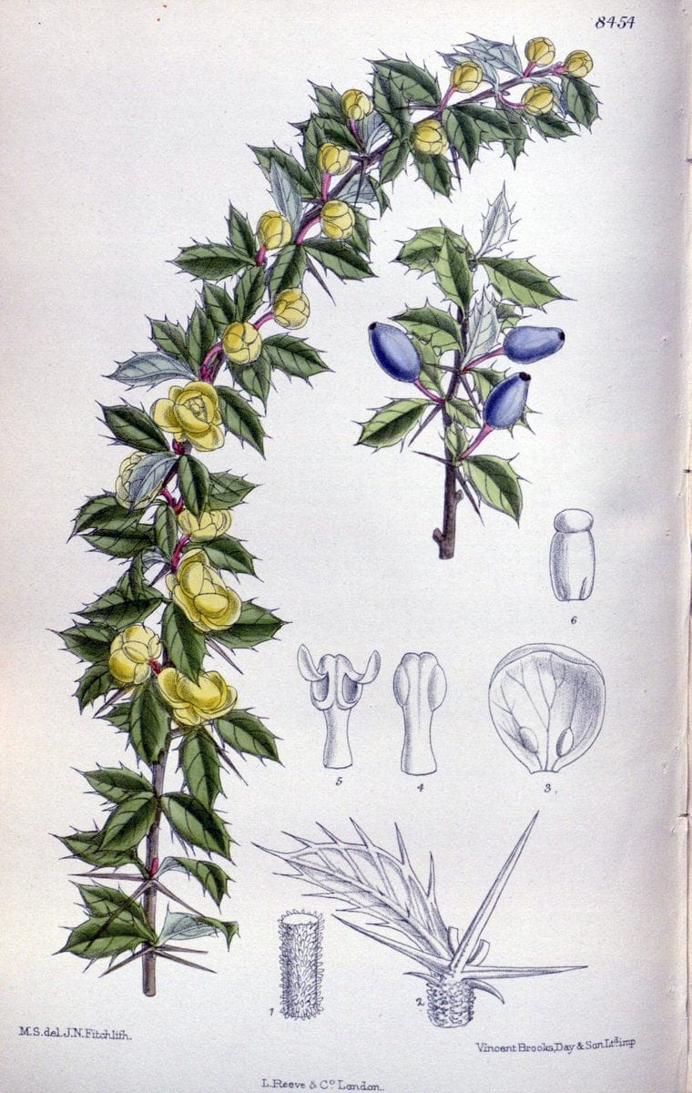 Curtis's botanical magazine. London ; New York [etc.] :Academic Press [etc.]. | "Botanical illustration" Botany Periodicals "Pictorial works" "Plants, Ornamental"  | Vintage Print Reproduction 448193