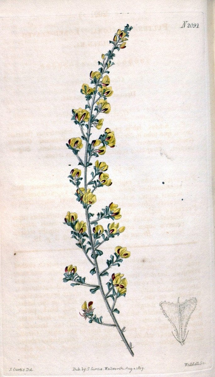 Curtis's botanical magazine. London ; New York [etc.] :Academic Press [etc.]. | "Botanical illustration" Botany Periodicals "Pictorial works" "Plants, Ornamental"  | Vintage Print Reproduction 448195