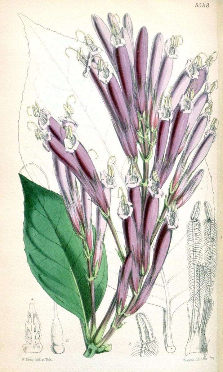 Curtis's botanical magazine. London ; New York [etc.] :Academic Press [etc.]. | "Botanical illustration" Botany Periodicals "Pictorial works" "Plants, Ornamental"  | Vintage Print Reproduction 448198