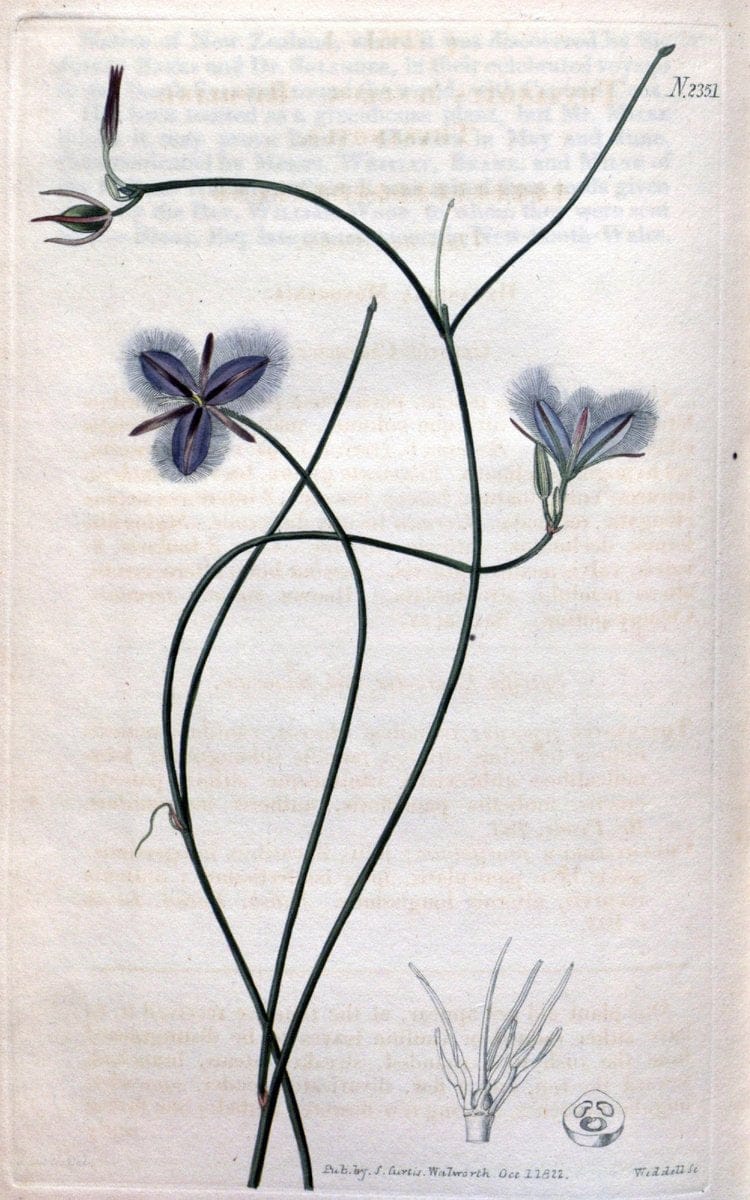 Curtis's botanical magazine. London ; New York [etc.] :Academic Press [etc.]. | "Botanical illustration" Botany Periodicals "Pictorial works" "Plants, Ornamental"  | Vintage Print Reproduction 448200