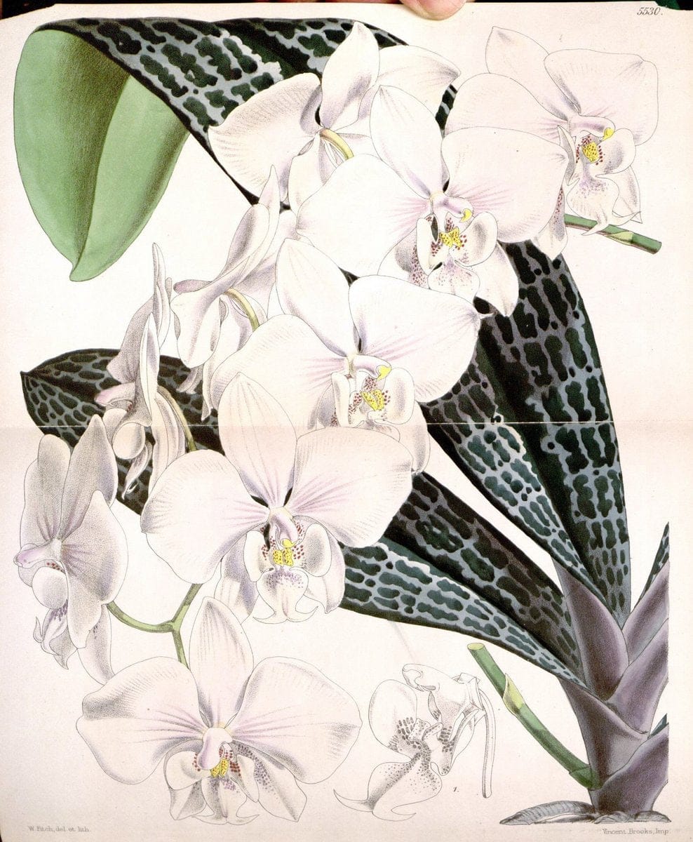 Curtis's botanical magazine..London ;New York [etc.] :Academic Press [etc.]. |  | Vintage Print Reproduction 448201
