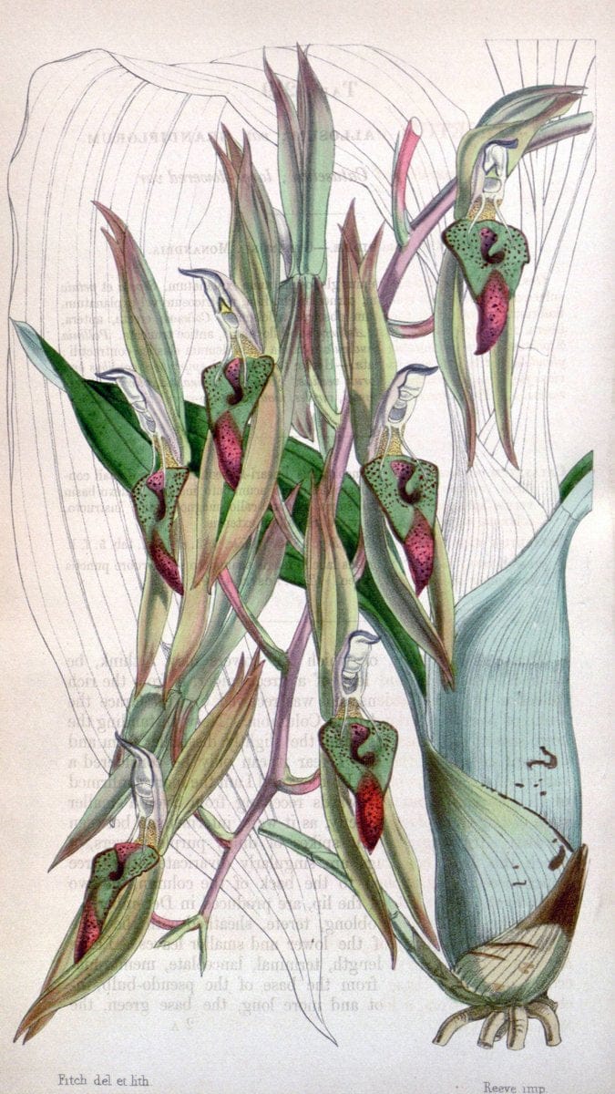 Curtis's botanical magazine. London ;New York [etc.] :Academic Press [etc.]. | Botany Periodicals "Pictorial works"  | Vintage Print Reproduction 448203