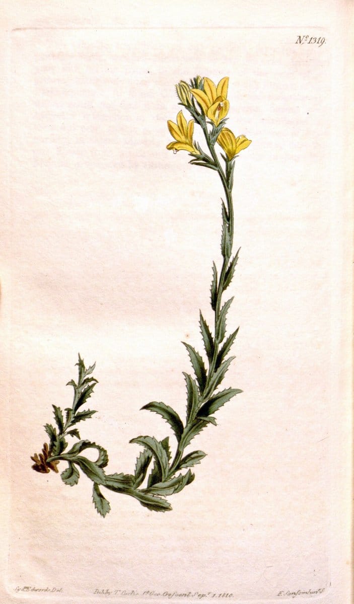 Curtis's botanical magazine. London ; New York [etc.] :Academic Press [etc.]. | "Botanical illustration" Botany Periodicals "Pictorial works" "Plants, Ornamental"  | Vintage Print Reproduction 448204