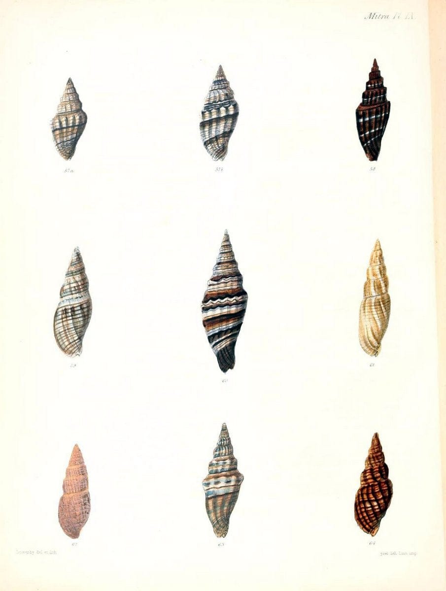 Conchologia iconica, or, Illustrations of the shells of molluscous animals /.London :Reeve, Brothers,1843-1878.  | Mollusks "Pictorial works" Shells | Vintage Print Reproduction 448211