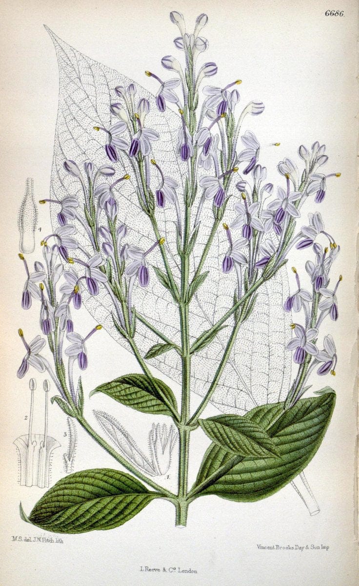 Curtis's botanical magazine. London ; New York [etc.] :Academic Press [etc.]. | "Botanical illustration" Botany Periodicals "Pictorial works" "Plants, Ornamental"  | Vintage Print Reproduction 448214