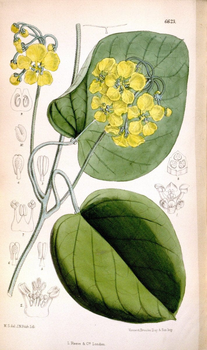 Curtis's botanical magazine. London ; New York [etc.] :Academic Press [etc.]. | "Botanical illustration" Botany Periodicals "Pictorial works" "Plants, Ornamental"  | Vintage Print Reproduction 448215