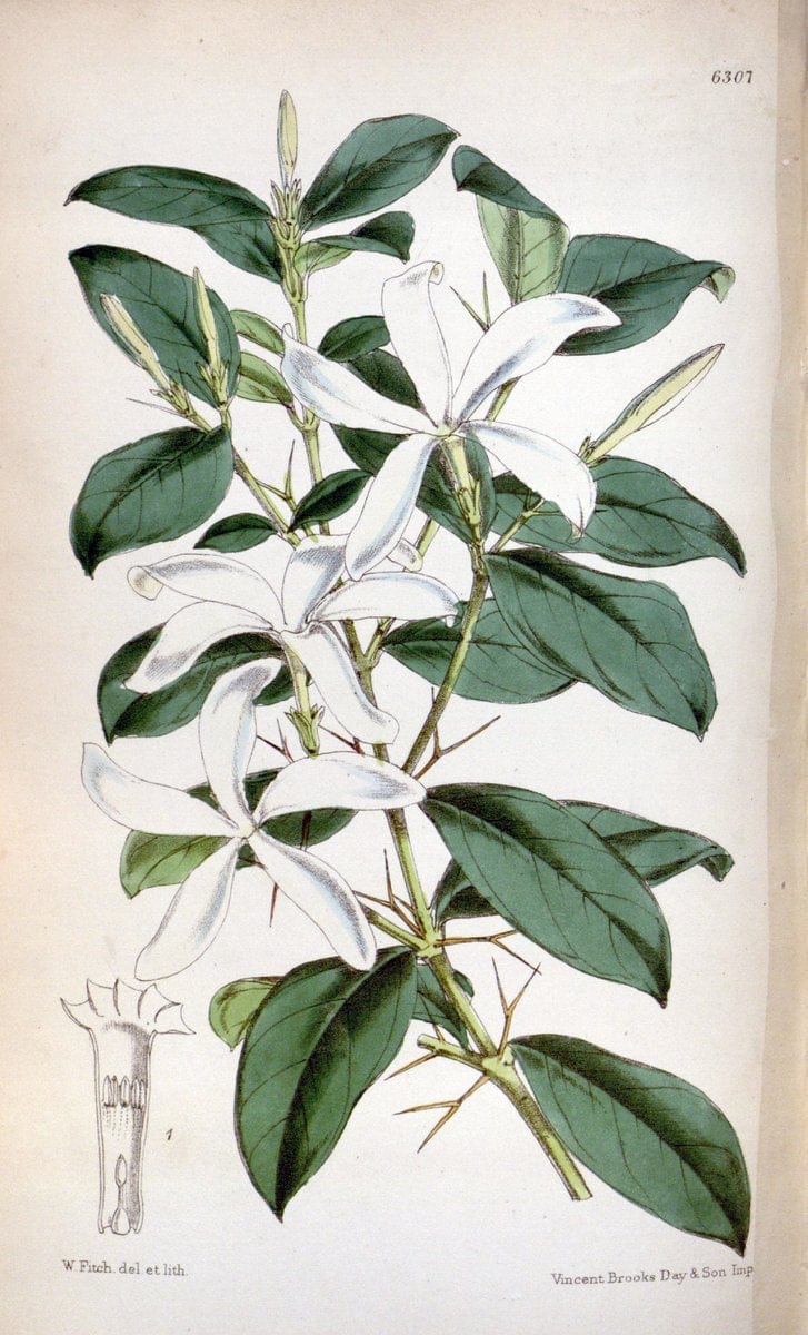 Curtis's botanical magazine. London ; New York [etc.] :Academic Press [etc.]. | "Botanical illustration" Botany Periodicals "Pictorial works" "Plants, Ornamental"  | Vintage Print Reproduction 448218