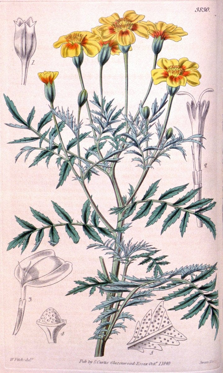 Curtis's botanical magazine. London ; New York [etc.] :Academic Press [etc.]. | "Botanical illustration" Botany Periodicals "Pictorial works" "Plants, Ornamental"  | Vintage Print Reproduction 448219