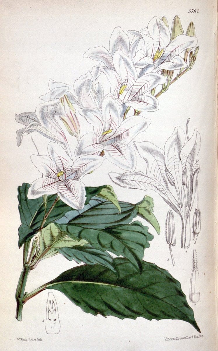 Curtis's botanical magazine. London ; New York [etc.] :Academic Press [etc.]. | "Botanical illustration" Botany Periodicals "Pictorial works" "Plants, Ornamental"  | Vintage Print Reproduction 448223