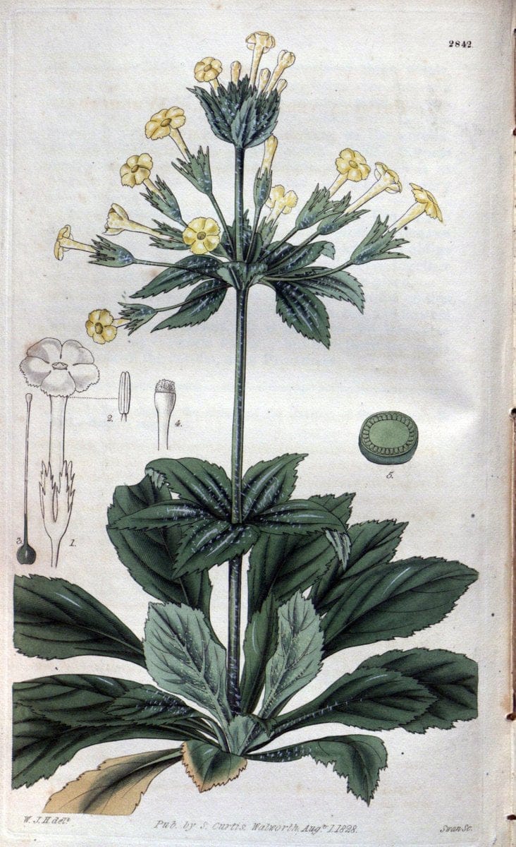 Curtis's botanical magazine. London ; New York [etc.] :Academic Press [etc.]. | "Botanical illustration" Botany Periodicals "Pictorial works" "Plants, Ornamental"  | Vintage Print Reproduction 448226