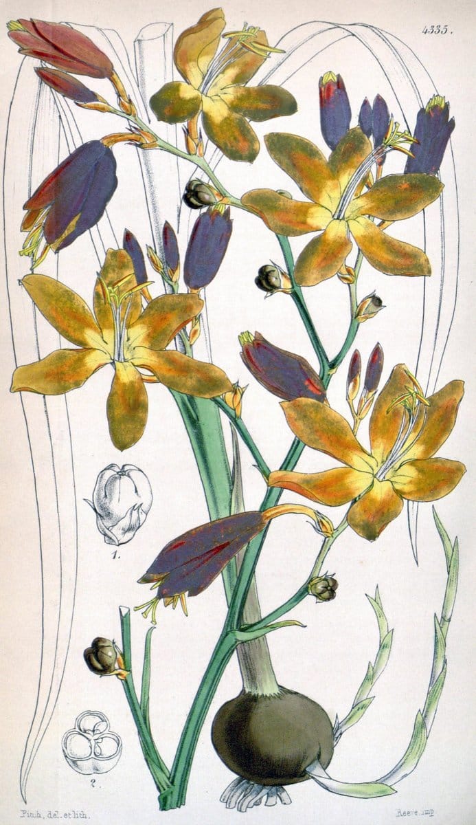 Curtis's botanical magazine. London ; New York [etc.] :Academic Press [etc.]. | "Botanical illustration" Botany Periodicals "Pictorial works" "Plants, Ornamental"  | Vintage Print Reproduction 448228