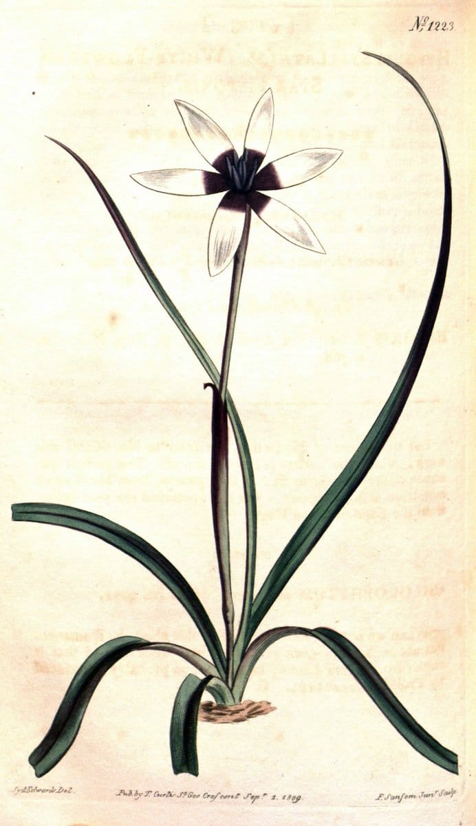 Curtis's botanical magazine. London ; New York [etc.] :Academic Press [etc.]. | "Botanical illustration" Botany Periodicals "Pictorial works" "Plants, Ornamental"  | Vintage Print Reproduction 448230